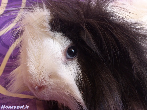 خوکچه هندی مو بلند - سفید مشکی