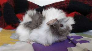 خوکچه هندی مو بلند - سفید خاکستری کد 1